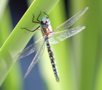 dragonfly1